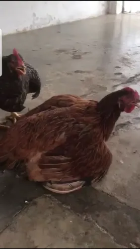 Galinhas a venda a 35$ cada esse ja e o menor preço *65