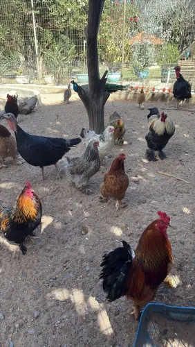 Garnozas e Brahma pintos e adultos