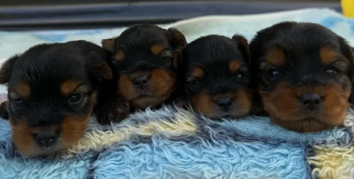 Lindos filhotes de yorkshire com procedência
