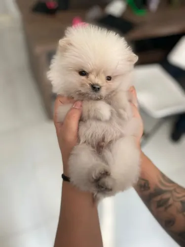 Spitz Alemão Filhote Uma Fofura Para Alegrar a Casa