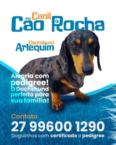 Daschund alerquim pedigree e olhos azuis