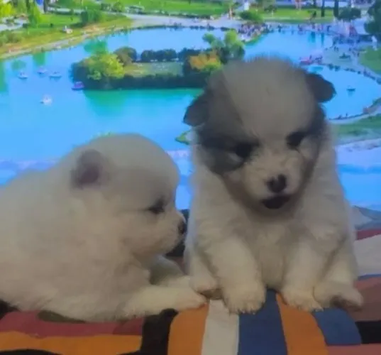Filhotes de Spitz Alemão
