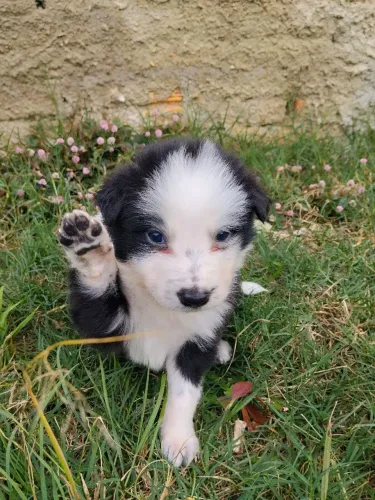 Barder collie