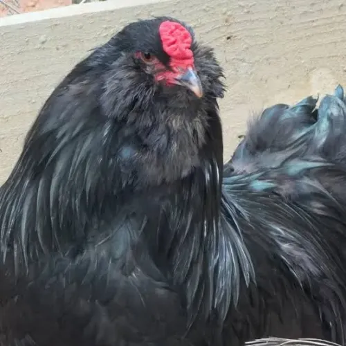 Galo Ameraucana Black
