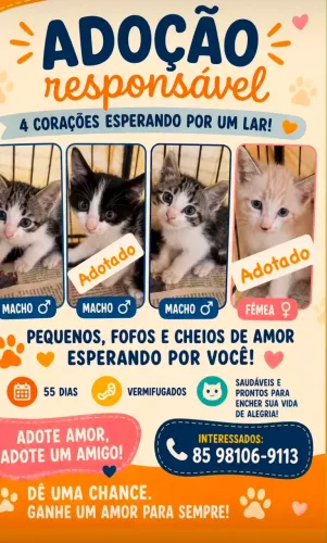 Doação de gatinhos