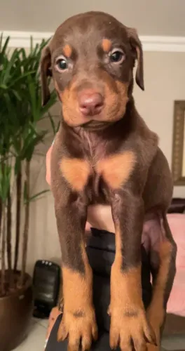 Doberman fêmea marrom
