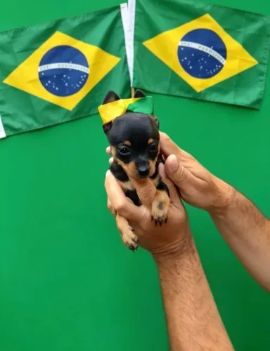 Pinscher