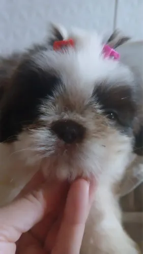Shih tzu fêmea