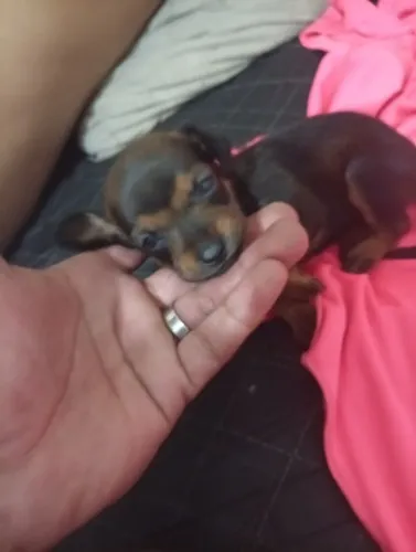 Pinscher n 1
