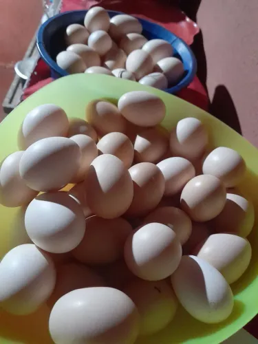 Ovos caipira