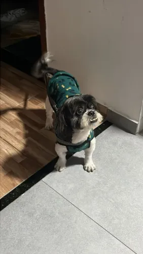 Lhasa Macho para doação 
