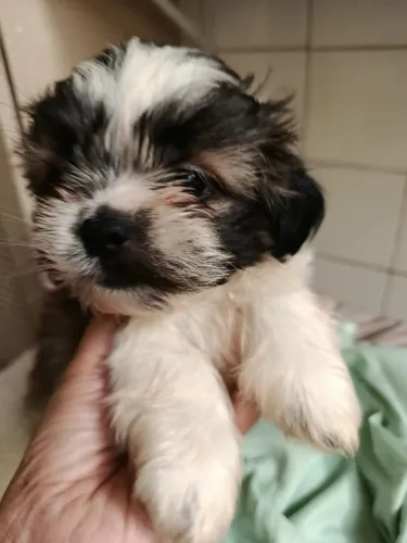 Shih Tzu - Cuidado: nível máximo de fofura em andamento..