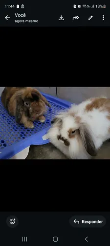 Mini coelho lop (raça fuzzy lop)