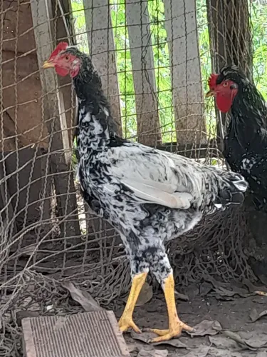 Frangos Balão ?