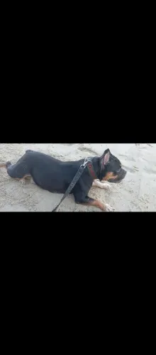 AMERICAN BULLY FÊMEA VENDO OU TROCO POR IPHONE 