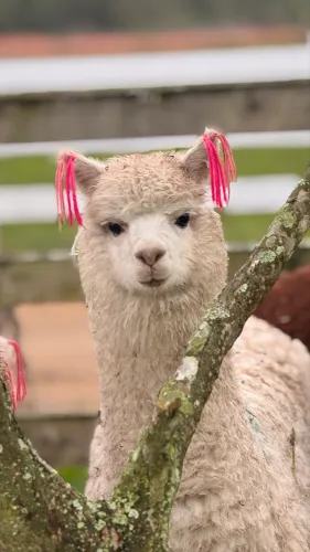 Alpaca peruana