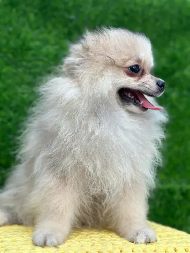 Spitz alemã  anã  fêmea   