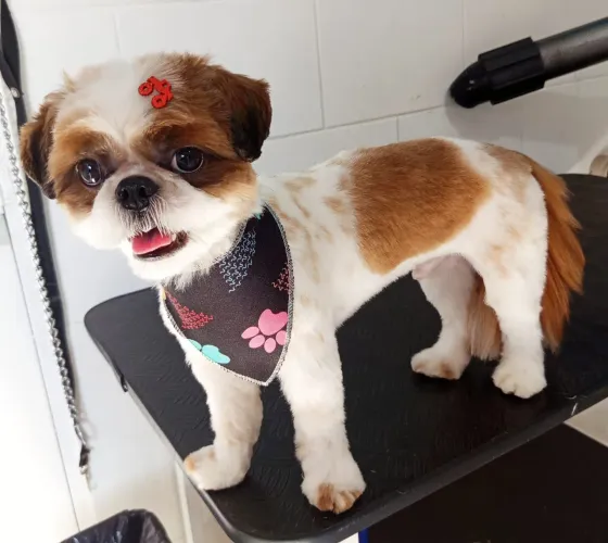 Vendo um cachorro shih Tzu