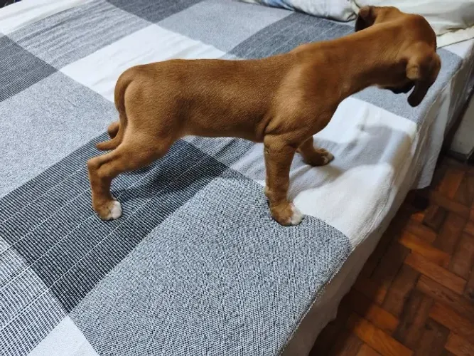 Filhote de Boxer