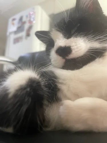 Doação de gata linda