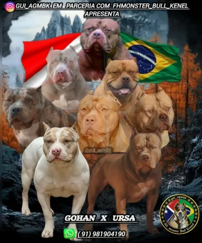 Filhotes de pit monster