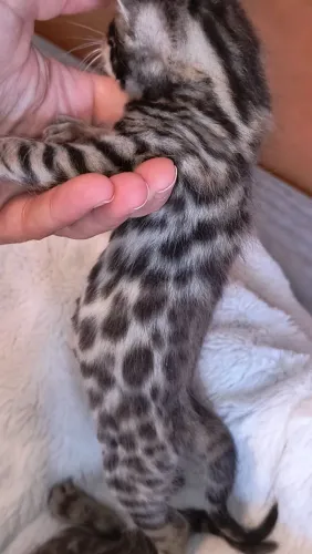 Gato de bengala bengal