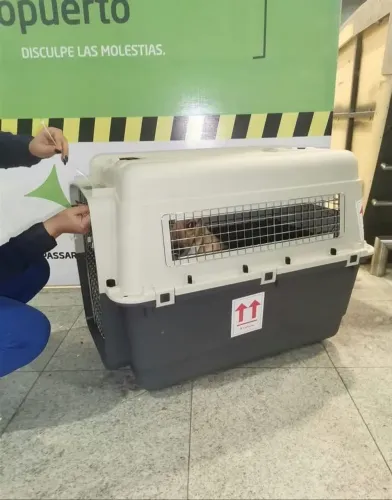 Vendo transporte semi-novo para cachorros de porte médio. 