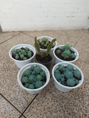 Kit (6 Plantas): 5 Suculentas + 1 Cacto