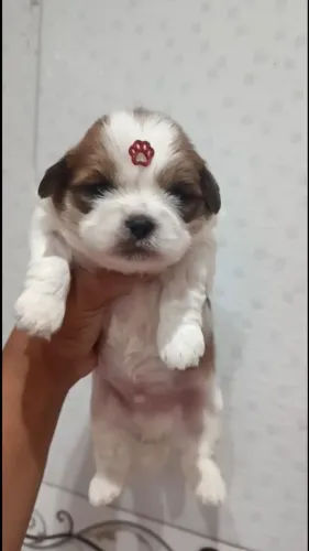 Elegância, carinho e muita personalidade ? o Shih Tzu perfeito espera por você!