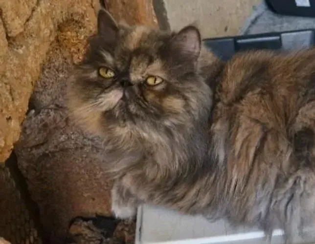 Gata Persa Adulta Padrão Show Fêmea