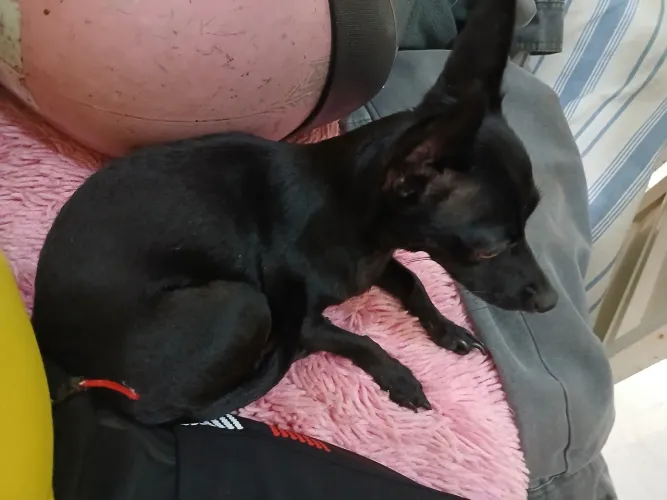Vende-se pinsher femea nunero 1 