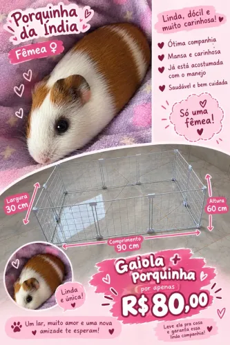 Porquinha da índia