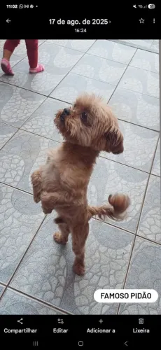 Doação cachorro de raça porte pequeno