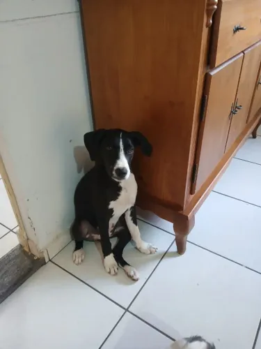 Filhote de cachorro , mestiço americano caçador.