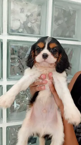 Filhote de Cavalier King charles Macho Excelente linhagem e Procedência !!