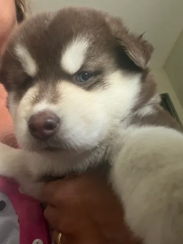 Filhotes de Huskys