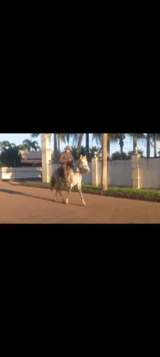 Cavalo
