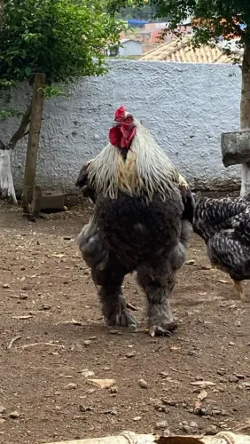 GALO BRAHMA 