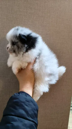 Spitz exótico olho azul