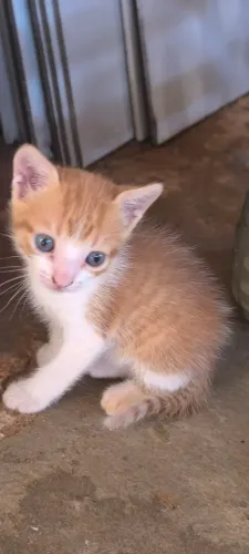 Gatinho macho laranjinha 