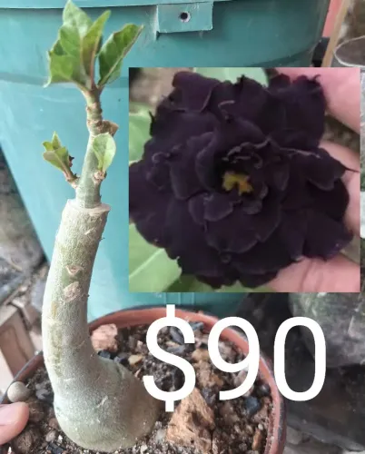Rosa do deserto negra $90 (retirada)