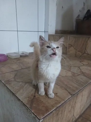 gata fêmea laranja filhote