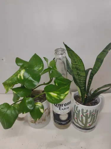 Kit 2 Plantas - Jiboia + Espada-de-São-Jorge em Vasos Decorativos