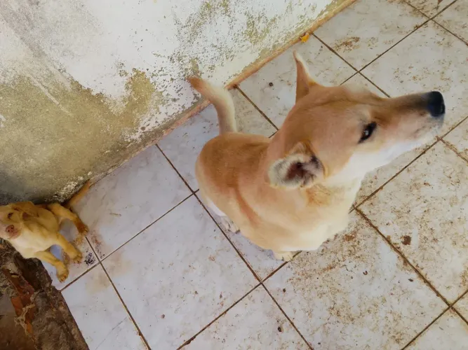 CACHORRO DOAÇÃO