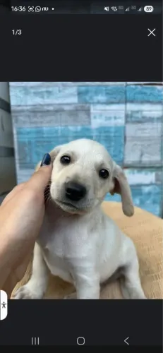 Doação de cachorro 