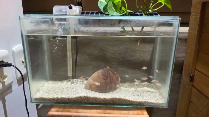 Mini aquário 13 litros