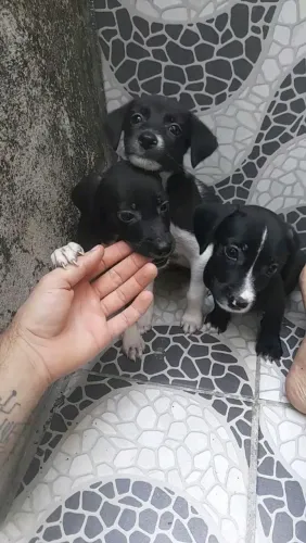 Adoção de filhotes ,sua vida será abençoada