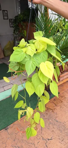 Planta filodendro limão/néon