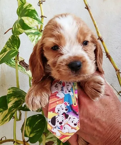 Cocker Spaniel Inglês! Machos e Fêmeas!