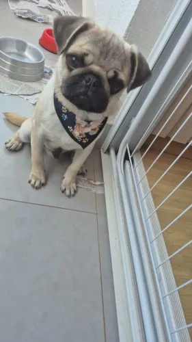 Vendo filhote de pug